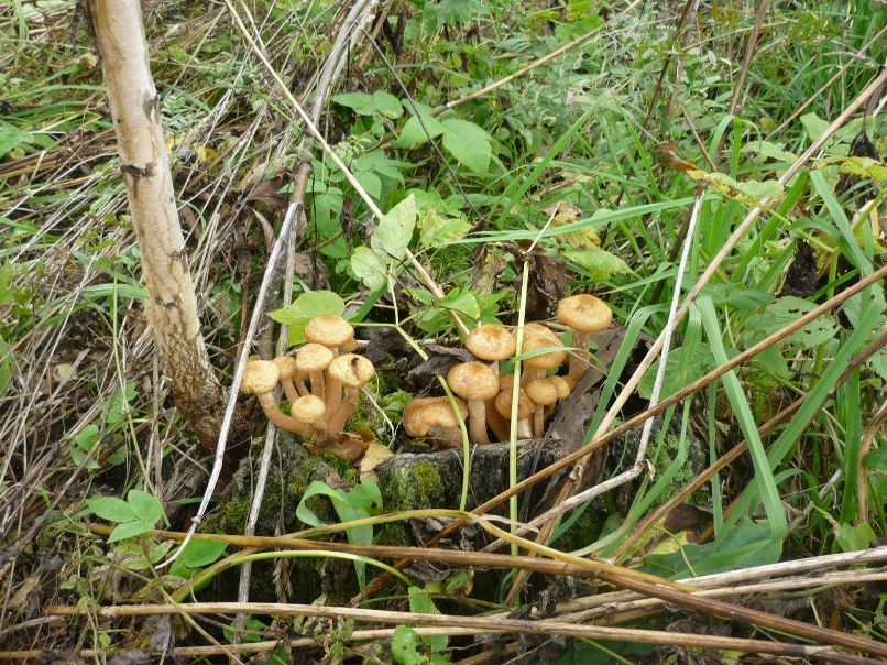 Шотохин Денис фотография #6