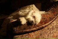 Софія Боршош фотография #28 (источник - https://vk.com/id31344748)