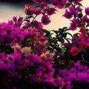 Κристина Μиронова фотография #41 (источник - https://vk.com/id154017682)
