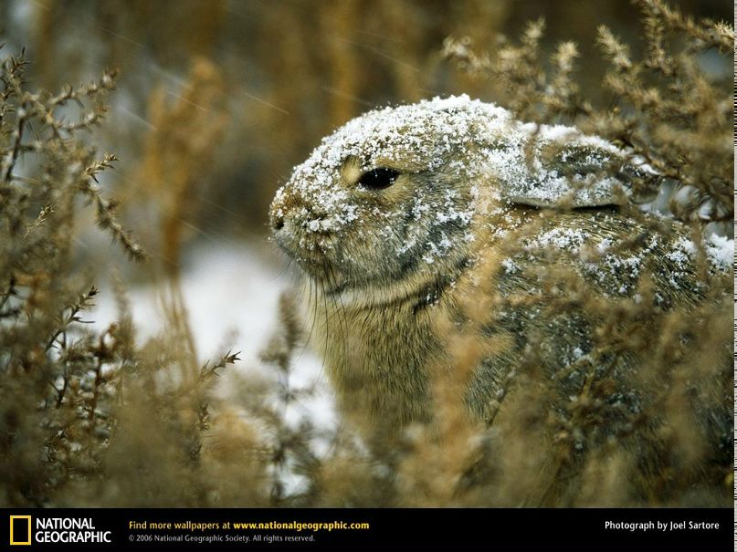 Софья Лисицына фотография #21