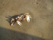 Фотография Артемова Алексея