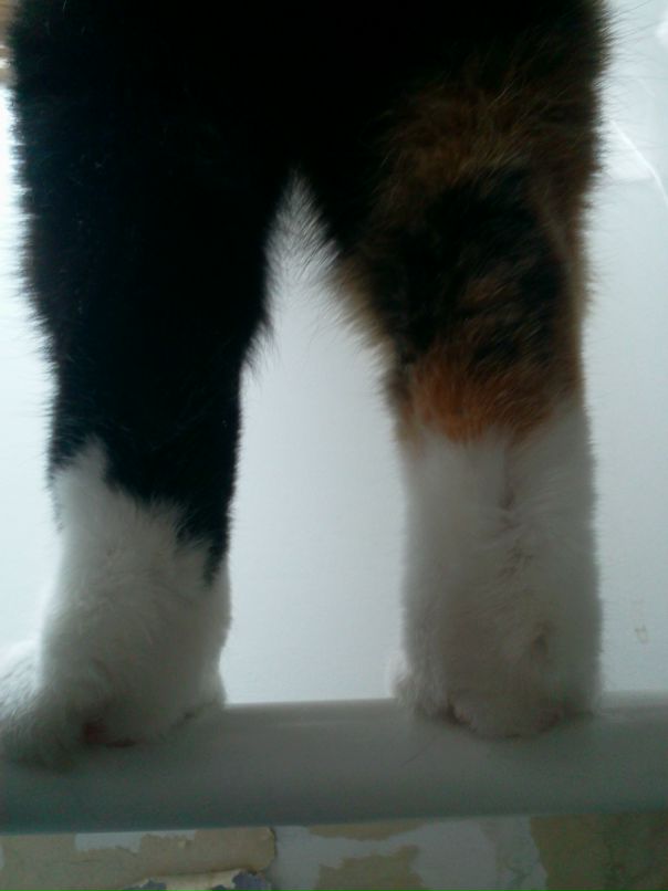 Софья Цховребадзе фотография #5