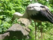 Наталія Яремків фотография #35 (источник - https://vk.com/id96030317)