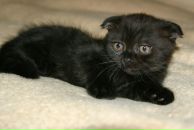 Алёна Смайл=) фотография #11 (источник - https://vk.com/id131650175)