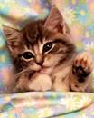 Аліночка Дацюк фотография #14 (источник - https://vk.com/id154213734)