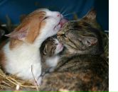 Фотография Лыковой Регины