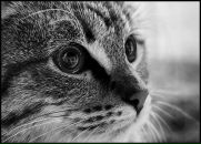 Фотография Кошкина Никиты
