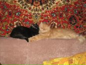 Фотография Малаховой Анастасии