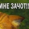 Ростік Синиця фотография #28 (источник - https://vk.com/id21669582)