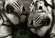 Фотография Бояршина Сергея