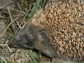 Фотография Абрамовой Ольги