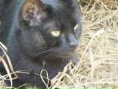 Liya Rf фотография #33 (источник - https://vk.com/id7710859)