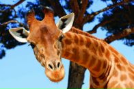 Фотография Бородачевой Ирины