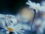 Алина Иванец фотография #2 (источник - https://vk.com/id59805437)