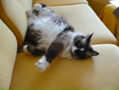 Фотография Шумаевой Виктории