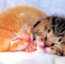 Іннуся Варварич фотография #29 (источник - https://vk.com/id160732866)