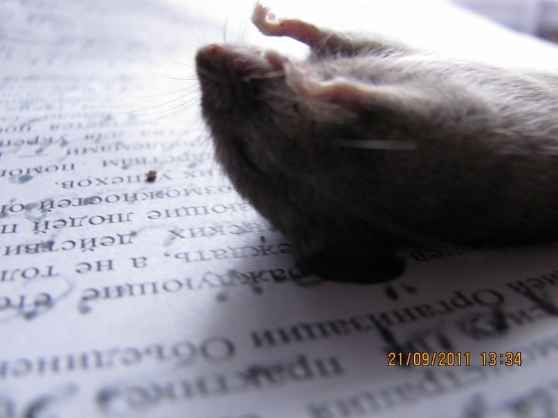 Ольга С фотография #33