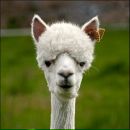 Фотография Толстиковой Анны