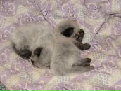 Фотография Поликарповой Елизаветы