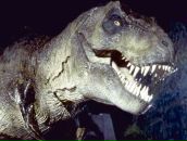 Фотография Купцова Валерия