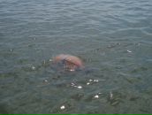 Ніка Журавльова фотография #27 (источник - https://vk.com/id90897113)