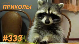 Приколы февраль 2019 №333