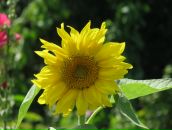 Лілія Равлик фотография #15 (источник - https://vk.com/id56085304)