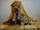 Фотография Студеновой Елены