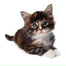 Аліна Стасячек фотография #25 (источник - https://vk.com/id100333077)