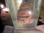 Любава Субботина фотография #13 (источник - https://vk.com/id69171592)