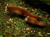 Фотография Петрова Филиппа