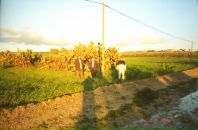 Fetih Can фотография #47 (источник - https://vk.com/id85987052)