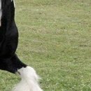 Каріно4ка♥ Шрамко фотография #42 (источник - https://vk.com/id147791993)