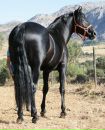 Фотография Horses Mariku