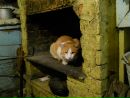 Фотография Корниенко Ильи