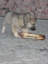 Вовчик Кузьміч фотография #32 (источник - https://vk.com/id64250712)