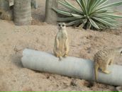 Клевый Парень фотография #43 (источник - https://vk.com/id391001)