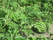 Фотография Смирновой Ольги