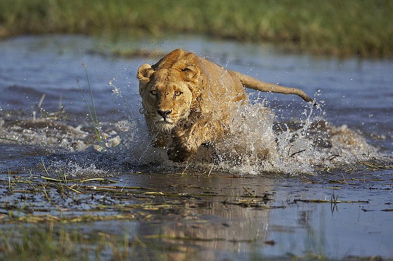 Andrei Knel фотография #48