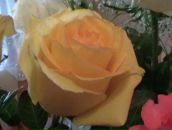 Фотография Ковалевой Олеси