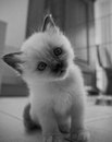 Віка Кордолевська фотография #31 (источник - https://vk.com/id148293274)