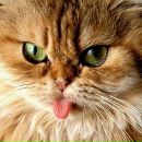 Христина Сірак фотография #30 (источник - https://vk.com/id64491272)